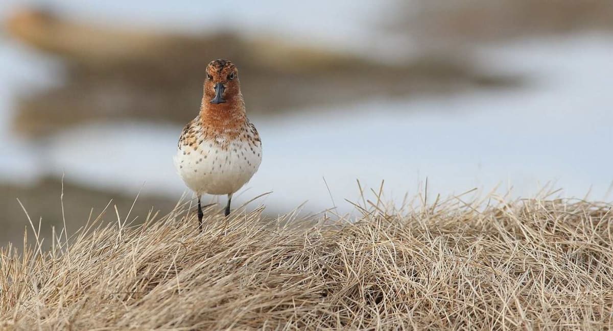 Chinese Activists Save Critically Endangered Bird Habitat - Image 3