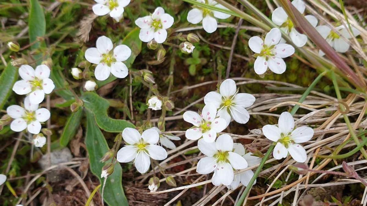 UK Wildflowers Turn Toxic Mining Waste Into Clean Soil