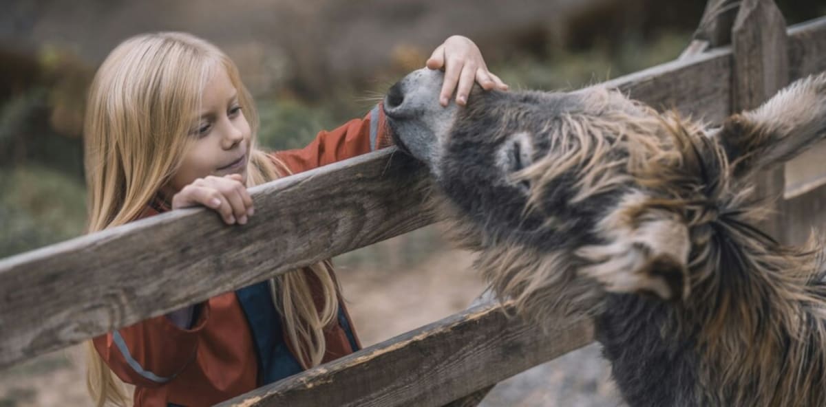 Therapy Donkeys Calm Psychiatric Patients in France - Image 2