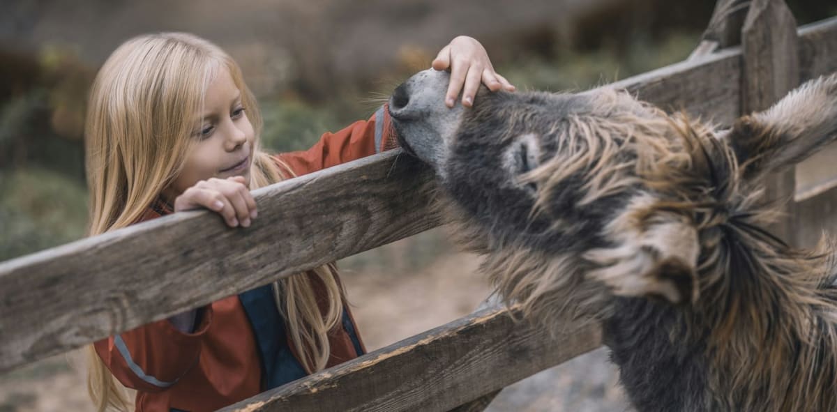 Therapy Donkeys Calm Psychiatric Patients in France