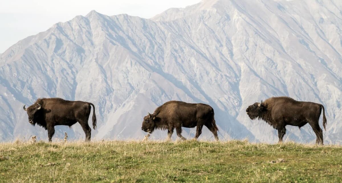 Azerbaijan Grows Bison Herd From 12 to 37 in 7 Years