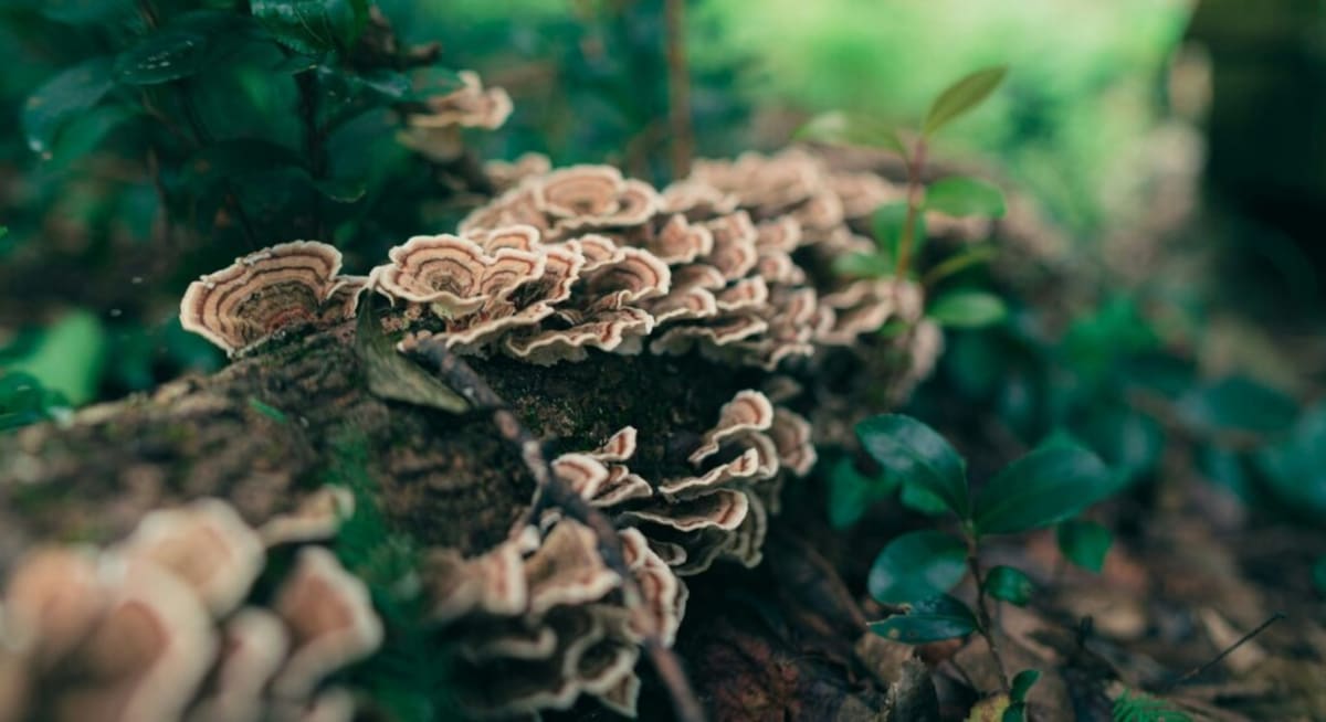 Turkey Tail Mushrooms Remove 80% of E. Coli from Rivers - Image 2