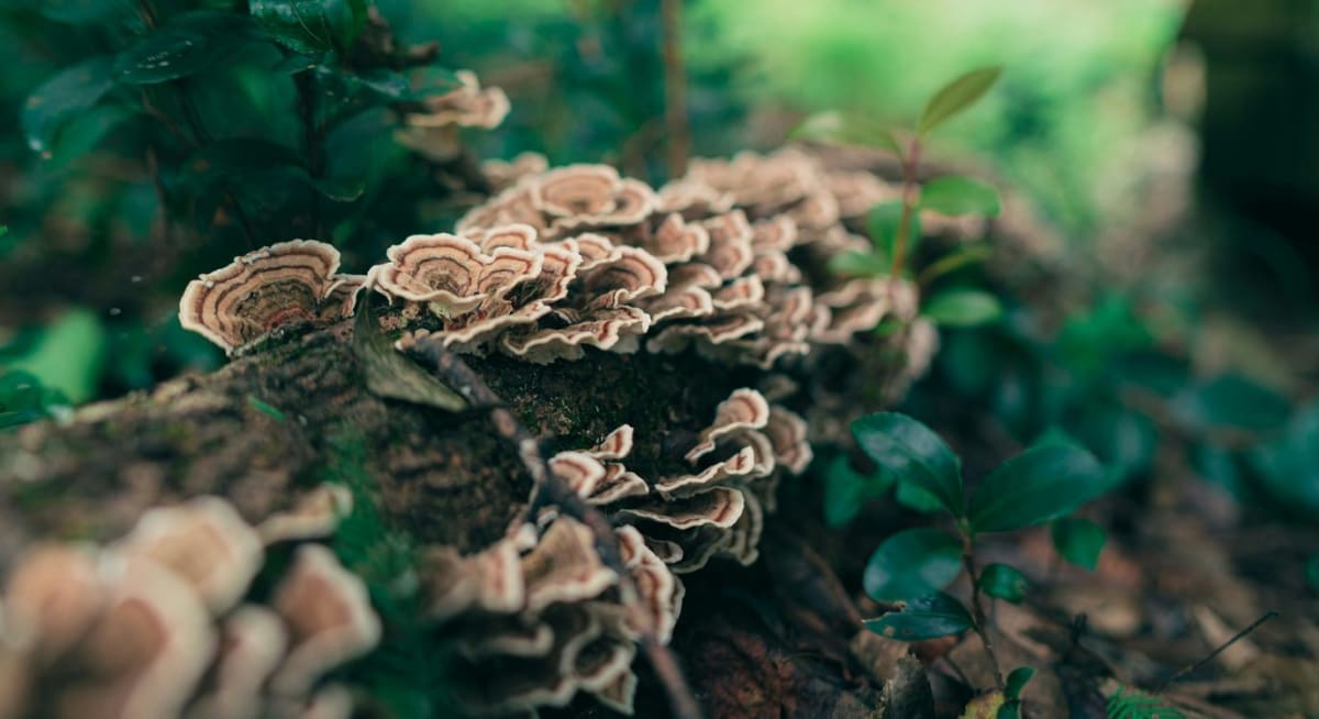 Turkey tail mushrooms growing on wood, showing their distinctive fan-shaped, multi-colored bands used for water filtration