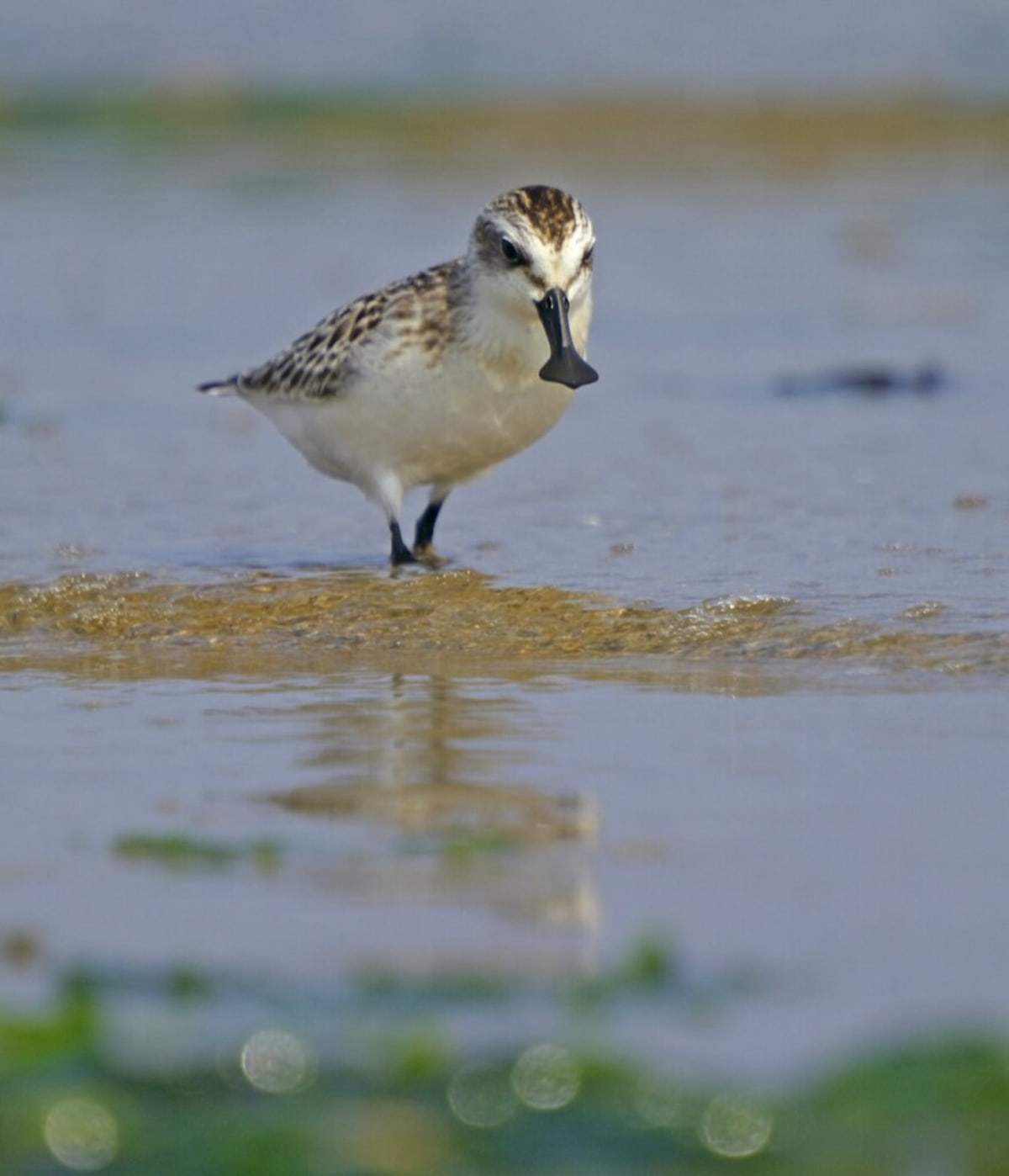 Chinese Activists Save Critically Endangered Bird Habitat - Image 2