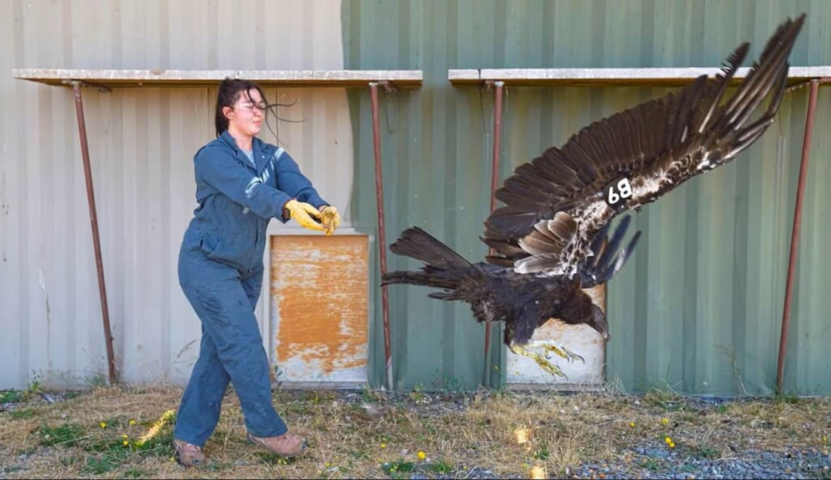California Condor Returns to Oregon After 122 Years - Image 2