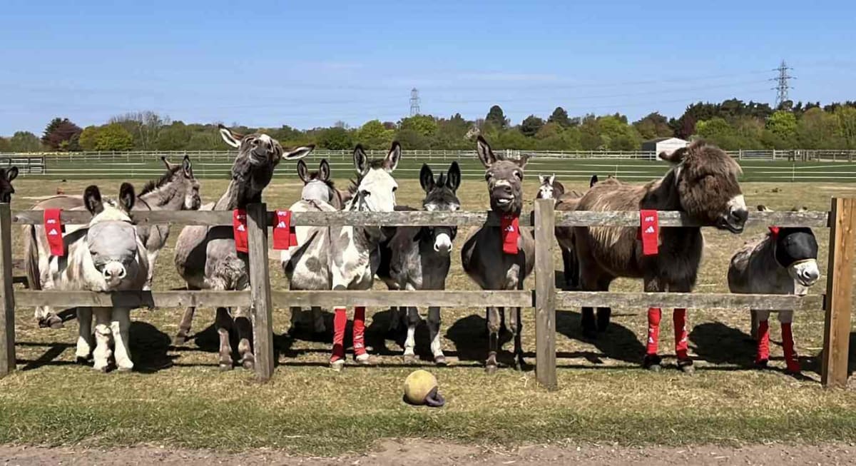 Rescued donkey wearing bright red Arsenal football sock on leg for medical protection