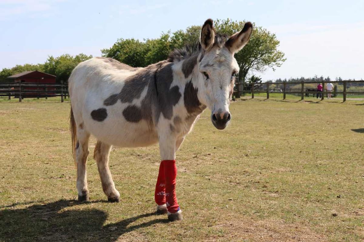 Arsenal FC Donates Old Socks to Rescue Horses - Image 2