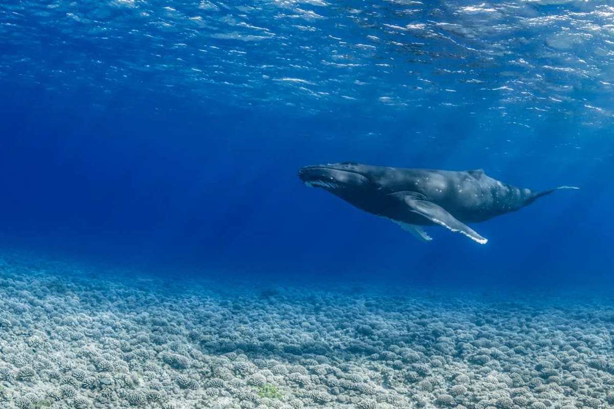 French Polynesia Protects Ocean Area Twice Size of Texas