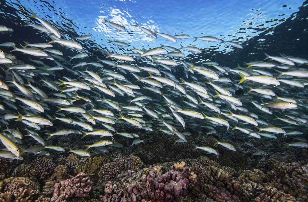 French Polynesia Protects Ocean Area Twice Size of Texas - Image 2