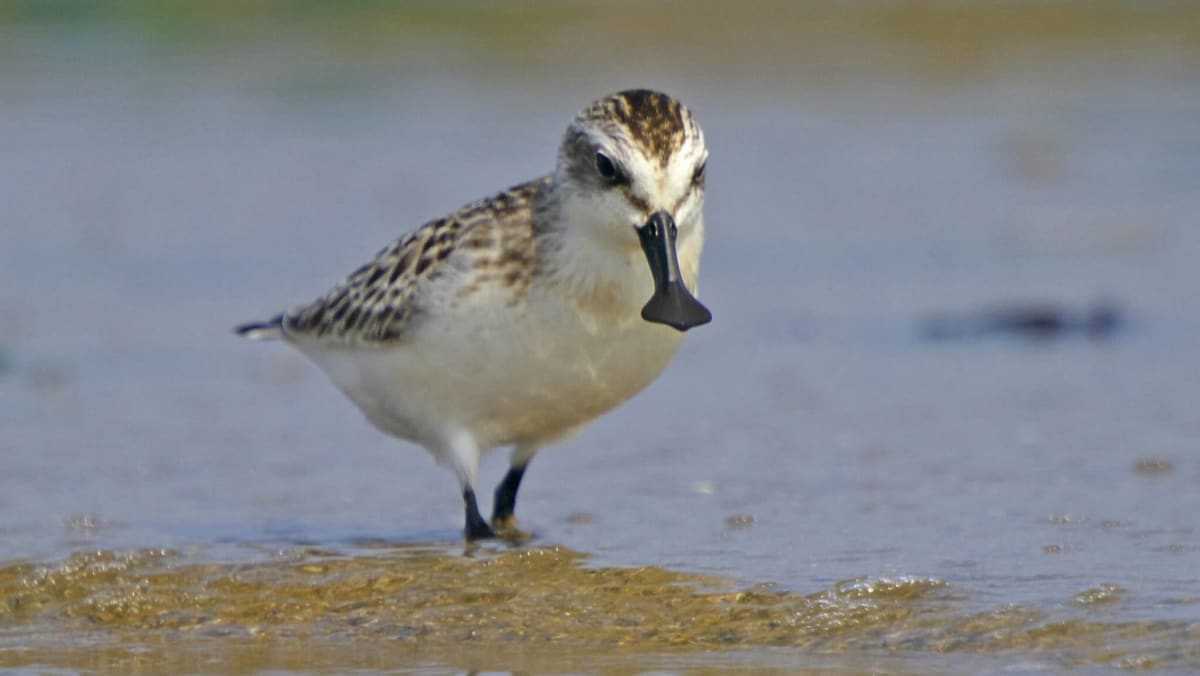 Tiny spoon-billed sandpiper with distinctive spatula-shaped beak standing on coastal mudflat