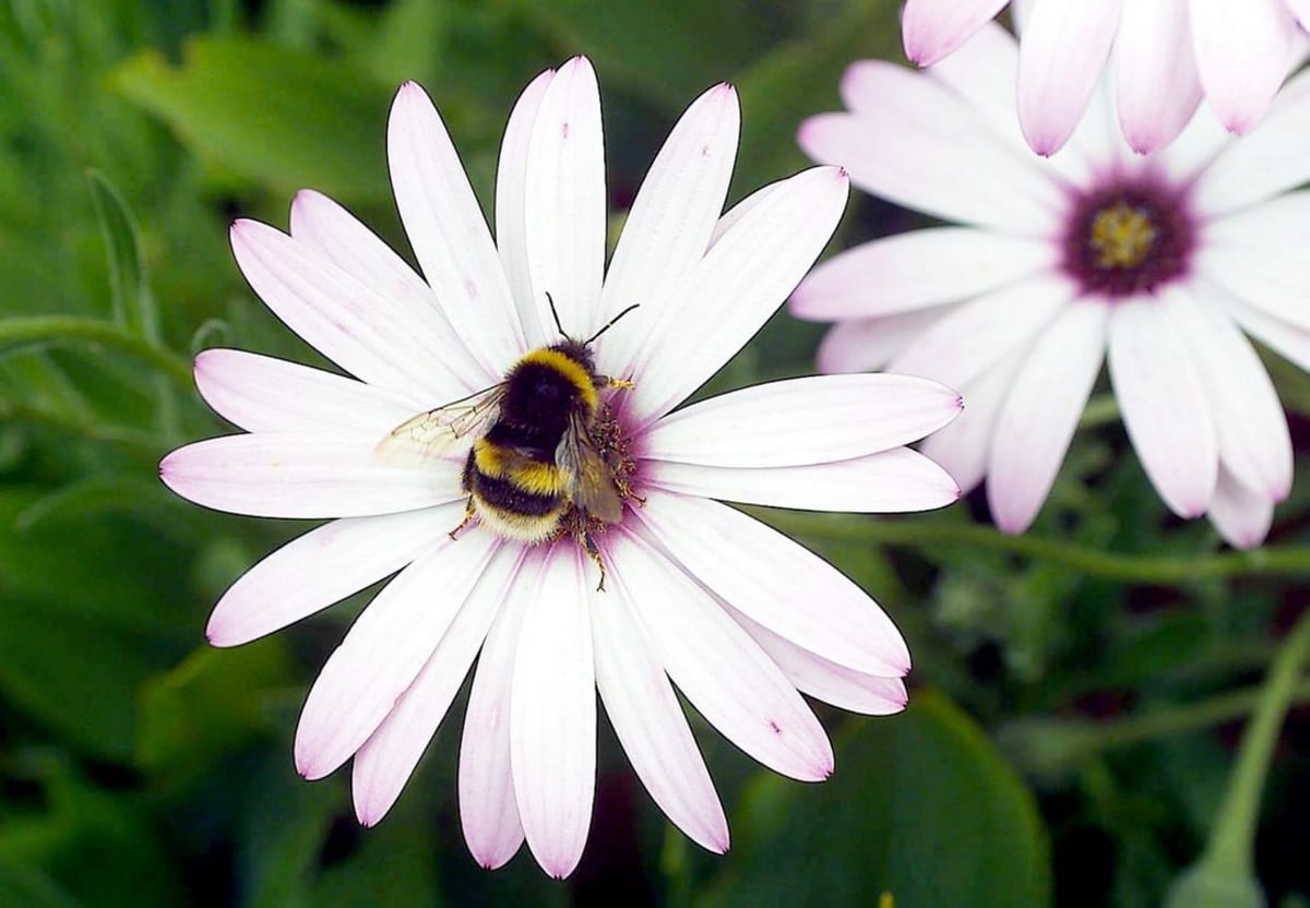 Bumblebee collecting nectar from a purple daisy flower in a garden setting