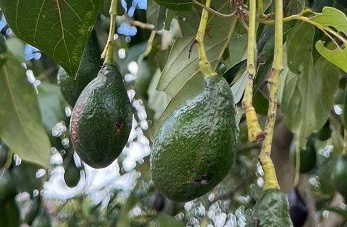 Scientists Find Avocado Hotspot That Could Save the Fruit