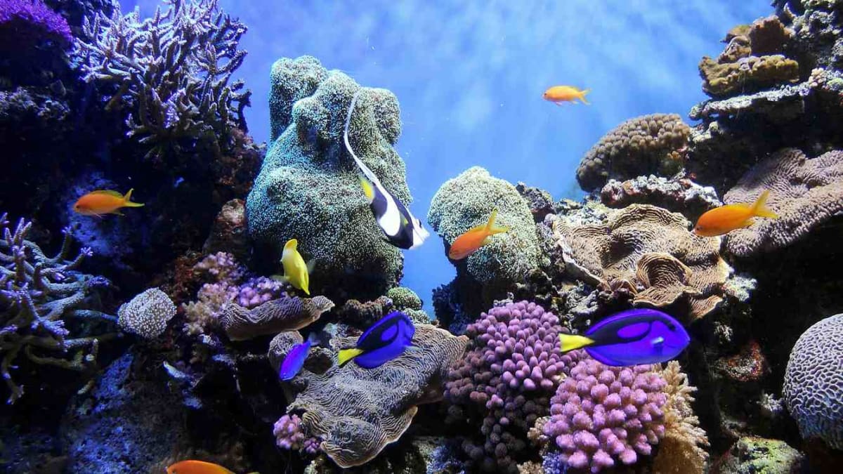 Vibrant coral reef teeming with colorful fish in protected ocean waters