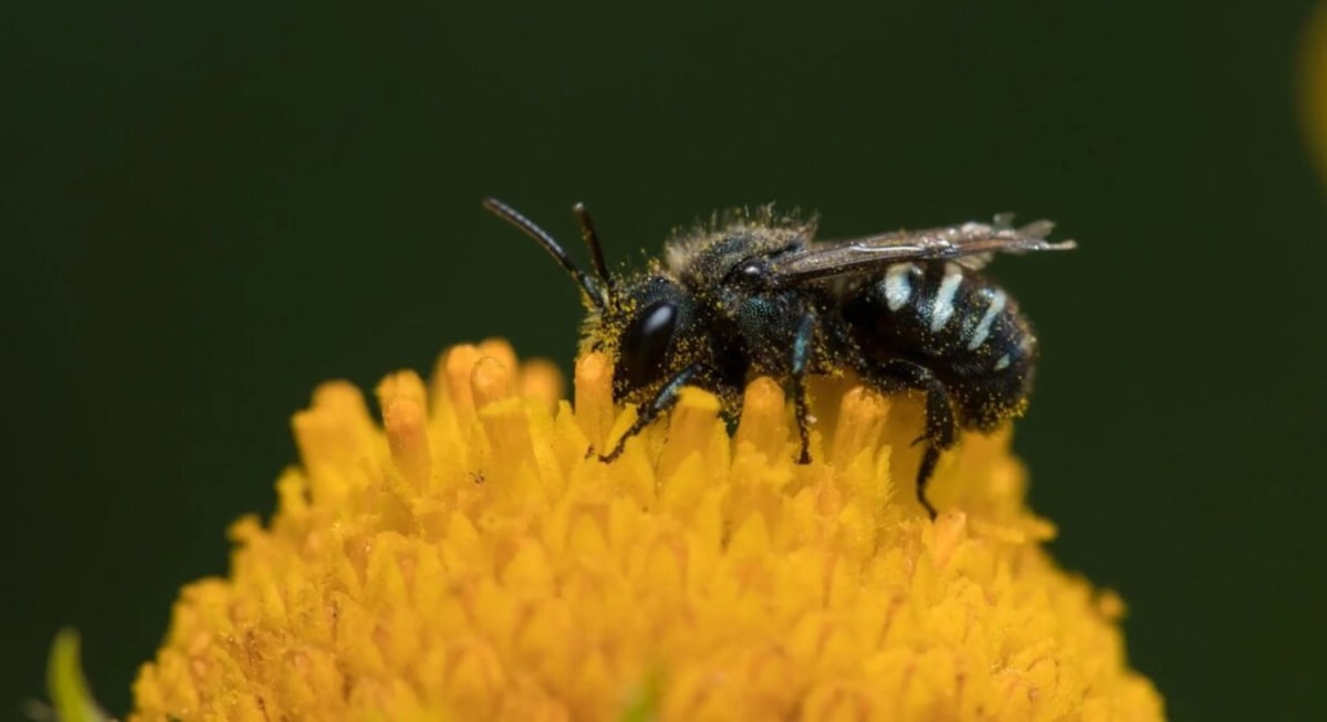 Oregon Hits 5 Years With Zero Pesticide Bee Deaths - Image 2
