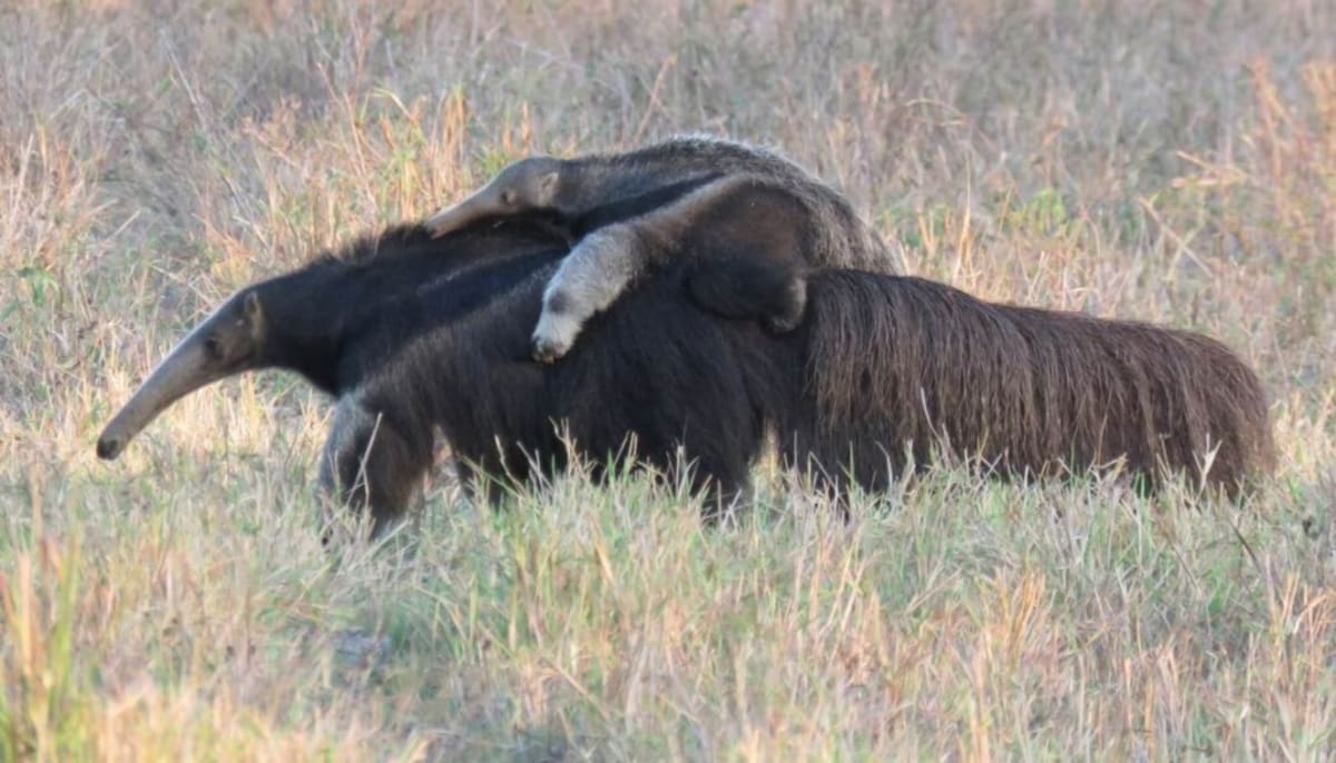 200 Giant Anteaters Now Thrive in Argentina After 19 Years - Image 2