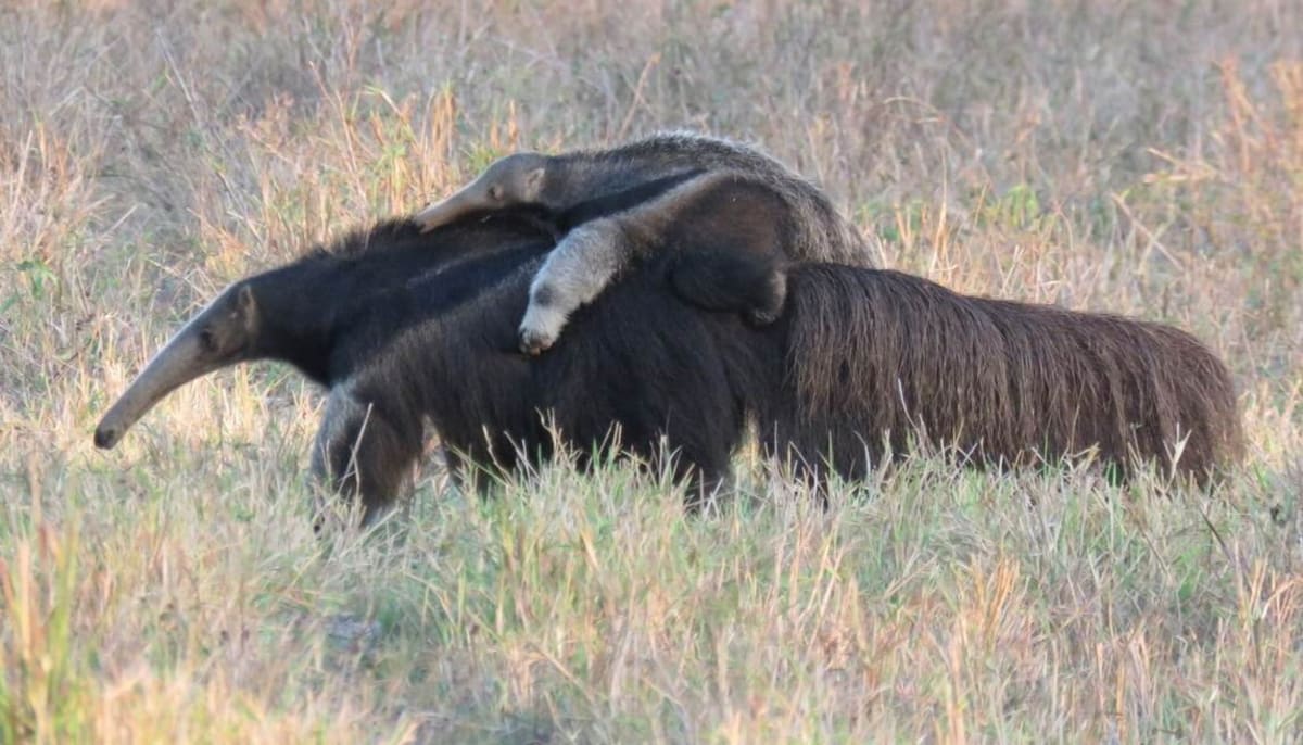 200 Giant Anteaters Now Thrive in Argentina After 19 Years