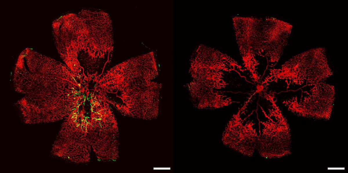 Lab-Grown Cells Restore Vision in Blind Mice at Duke