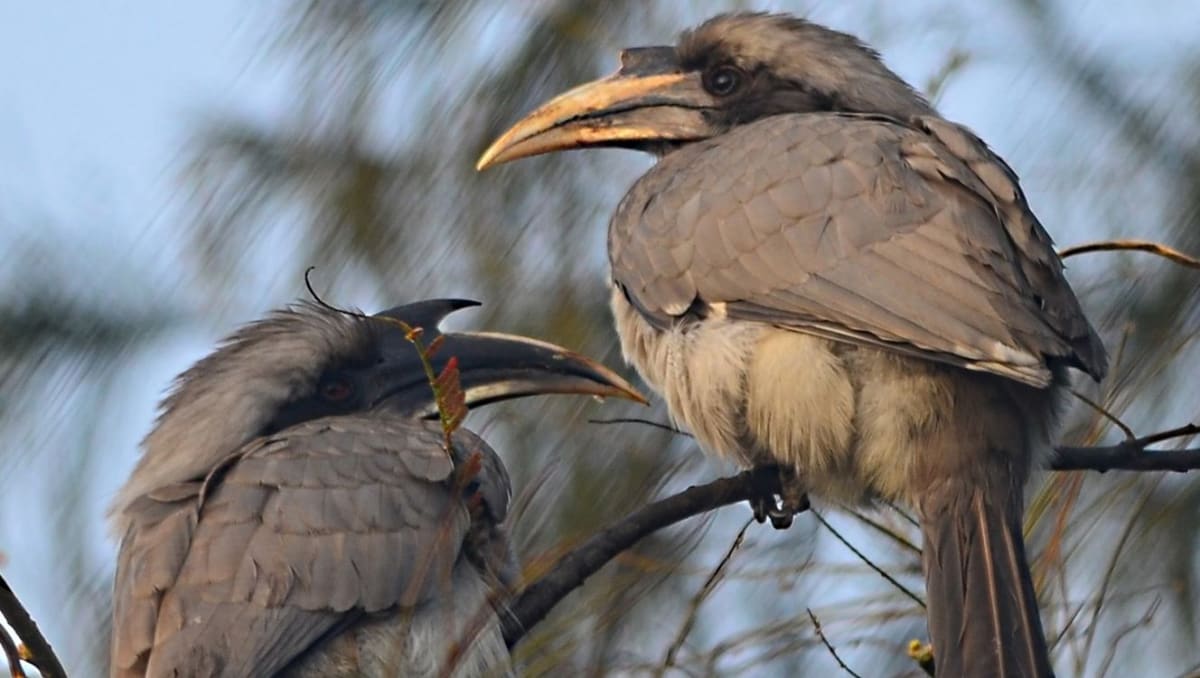 Indian Grey Hornbills Breed in Gujarat After 60-Year Absence