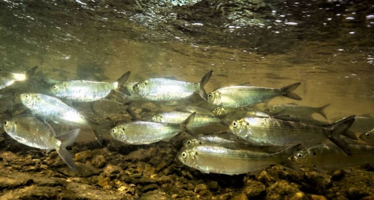 Maine Counts 20 Million River Herring in Historic Comeback - Image 2