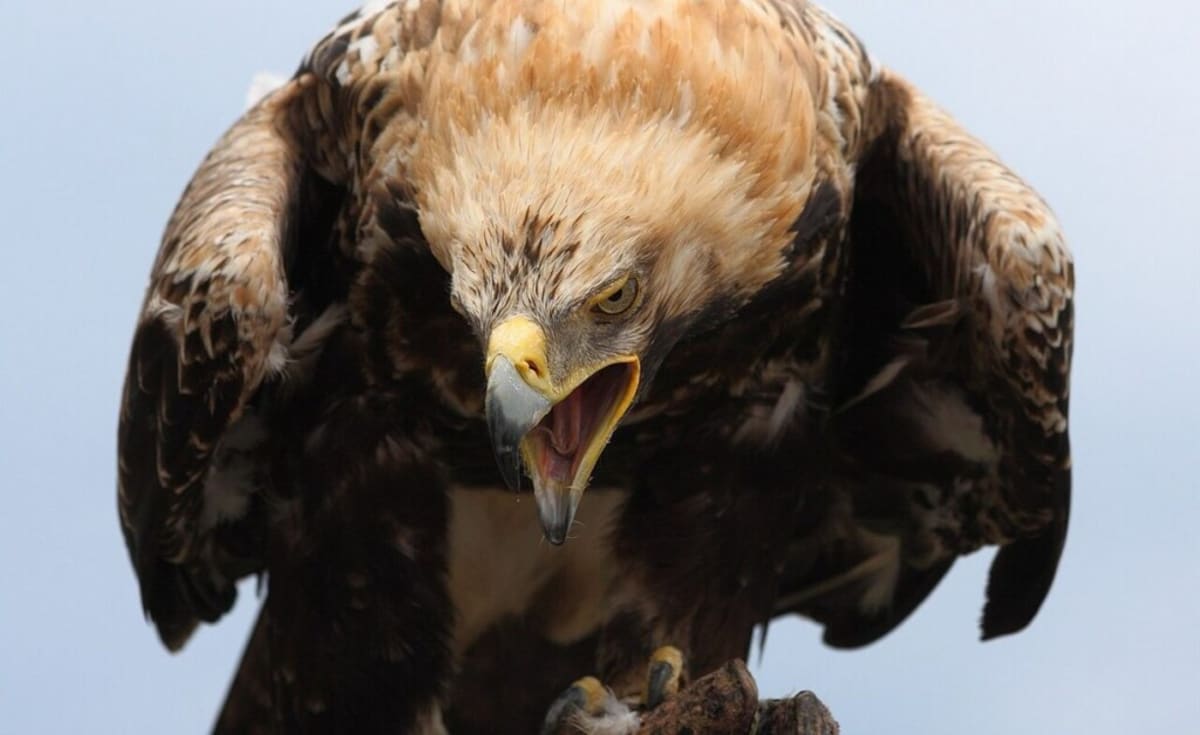 Serbia's Eagles Soar: 25 Chicks Fledge in Record Year - Image 2