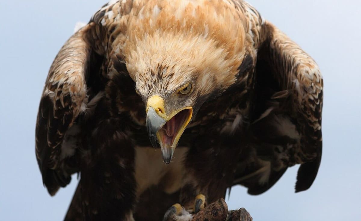 Serbia's Eagles Soar: 25 Chicks Fledge in Record Year