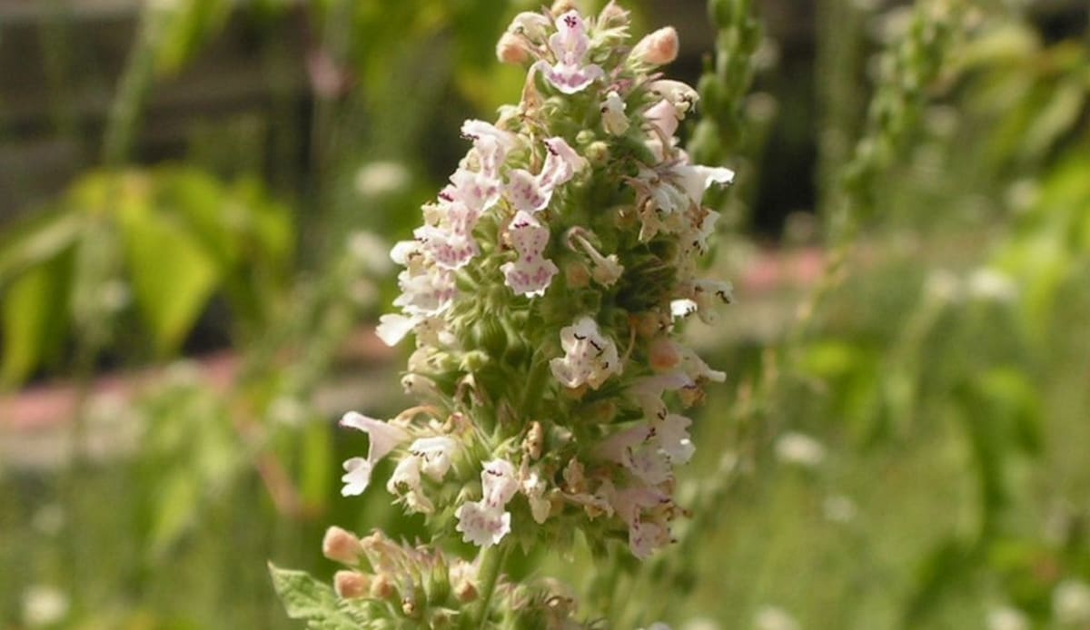 Purple catnip flowers blooming on green stems in natural sunlight outdoors