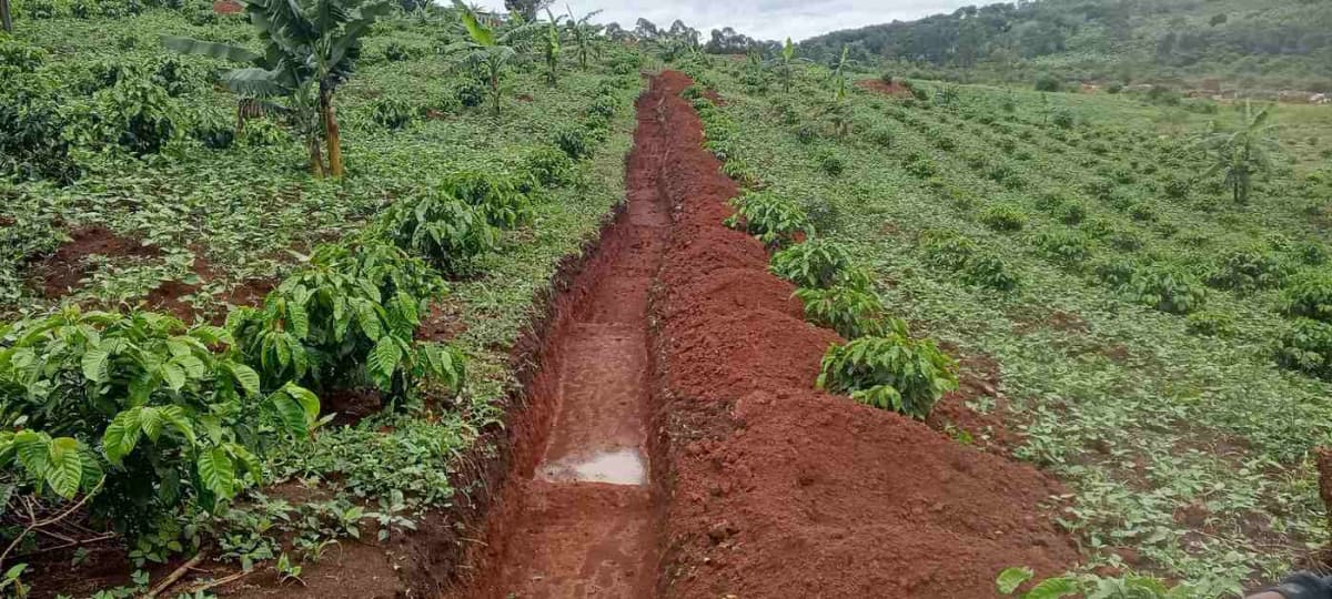 Uganda Coffee Farmers Beat Drought With Soil Tricks