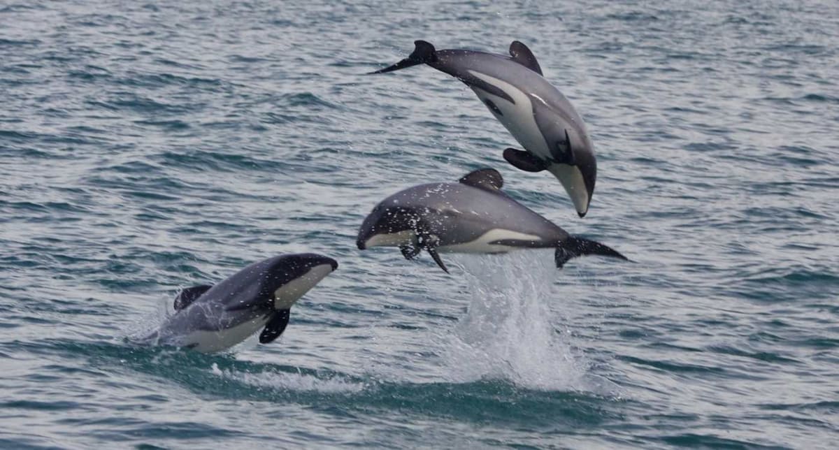 Hector's dolphin swimming in clear blue ocean water off New Zealand coast