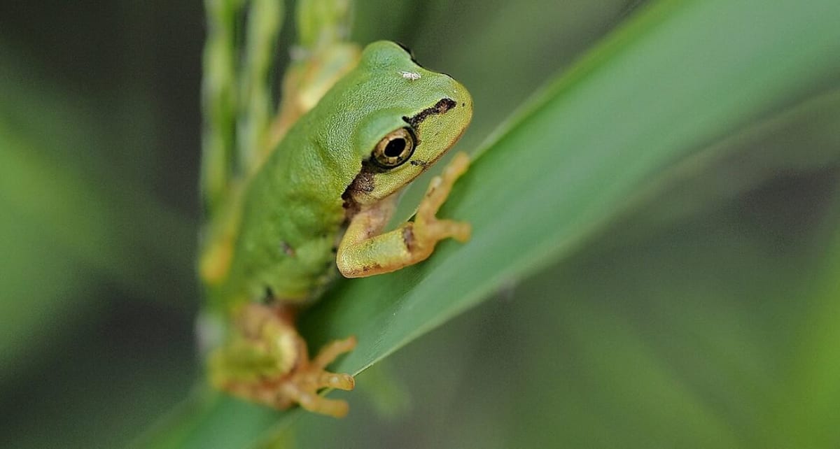 Frog Bacteria Destroys 100% of Tumors in Single Dose