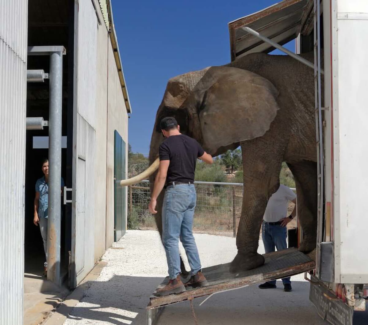 Portugal's Last Circus Elephant Retires to 1000 Acres - Image 2
