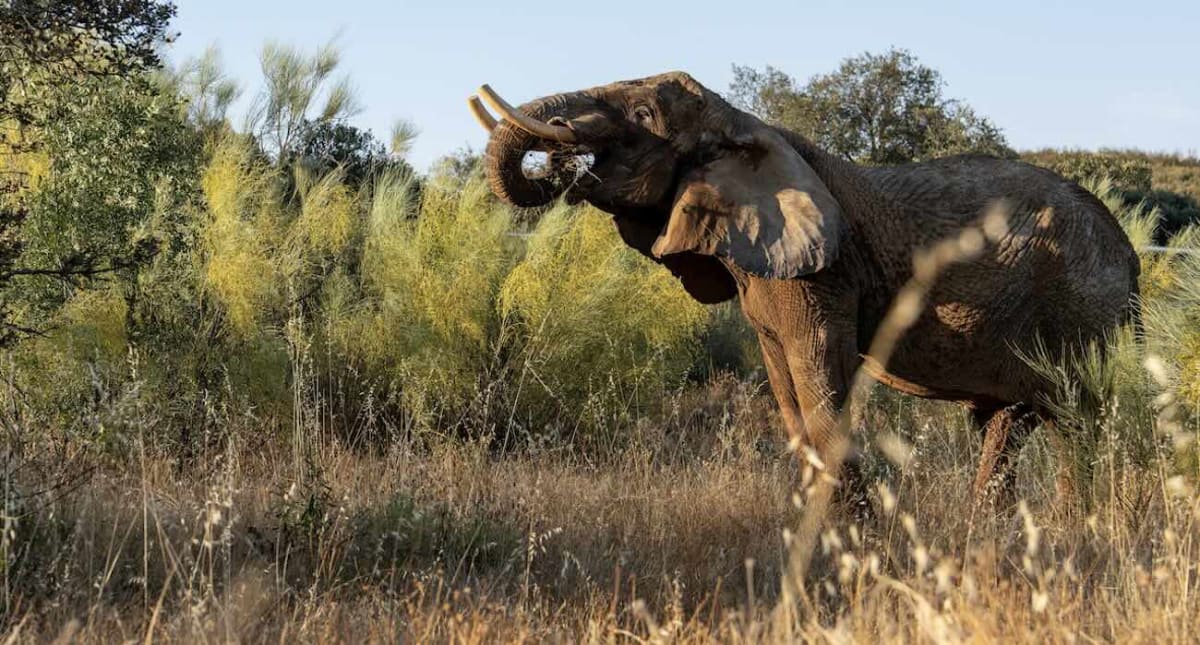Julie the elephant exploring grassy fields and watering holes at Pangea Sanctuary Portugal
