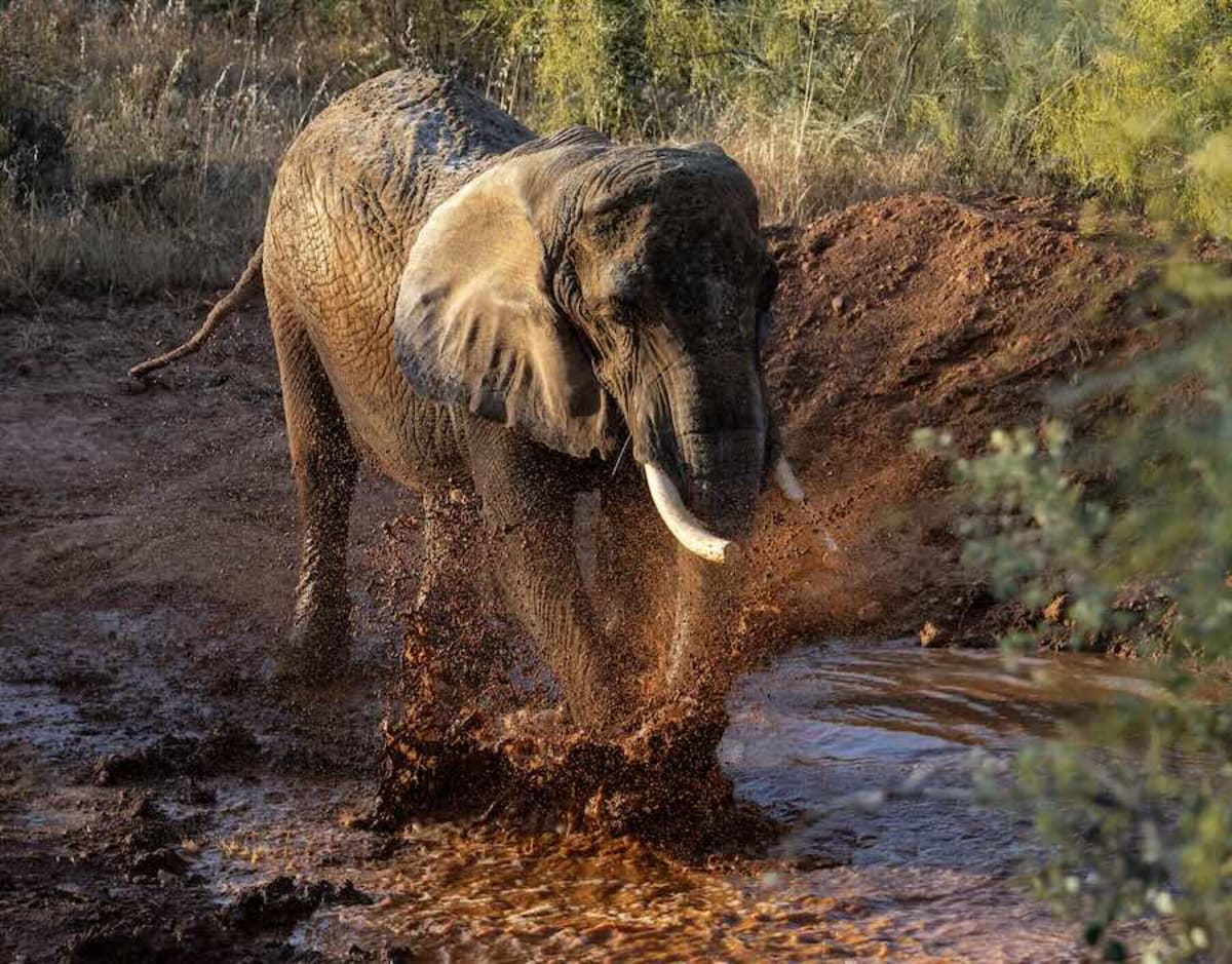 Portugal's Last Circus Elephant Retires to 1000 Acres - Image 3