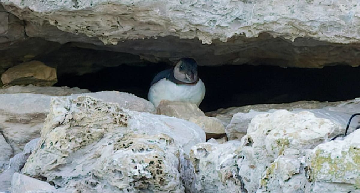 England's First Puffin Chick in 30 Years Hatches in Dorset