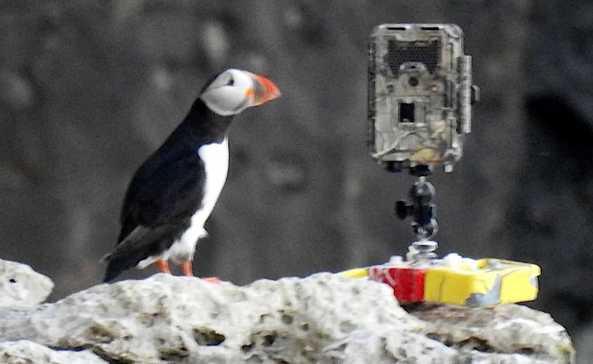 England's First Puffin Chick in 30 Years Hatches in Dorset - Image 3