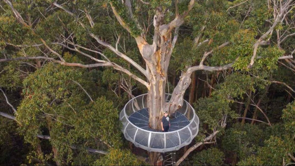Australia's 250-Year-Old Gloucester Tree Reopens to Climbers - Image 3