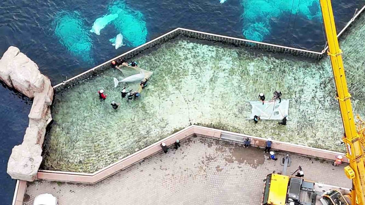 Beluga whale being carefully transported in specialized water container during rescue operation from Marineland