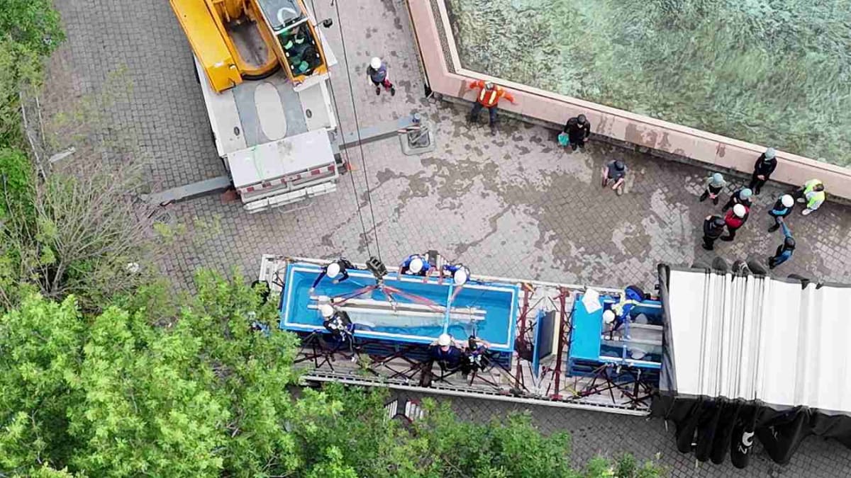4 Beluga Whales Rescued From Abusive Park Arrive in Chicago - Image 3