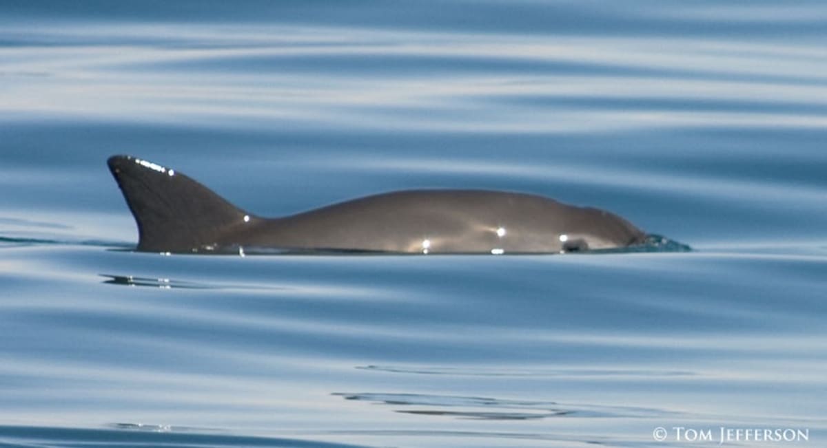 Detailed skeleton of rare female vaquita porpoise, world's smallest and most endangered cetacean