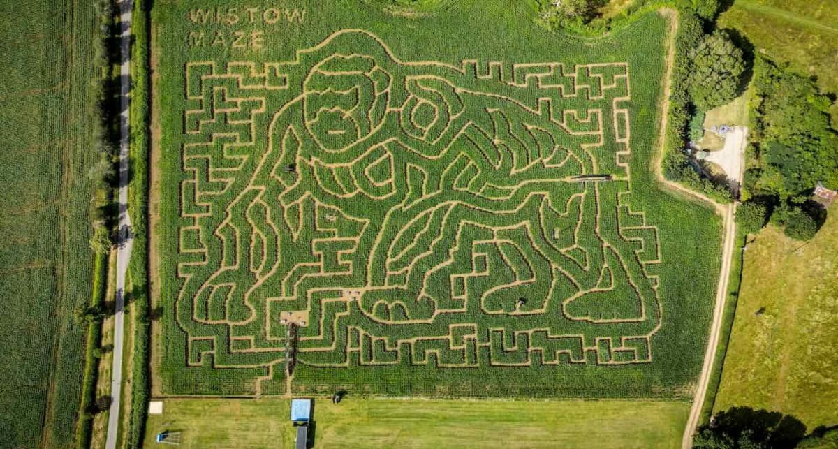 Aerial view of massive gorilla-shaped corn maze in green English countryside honoring David Attenborough