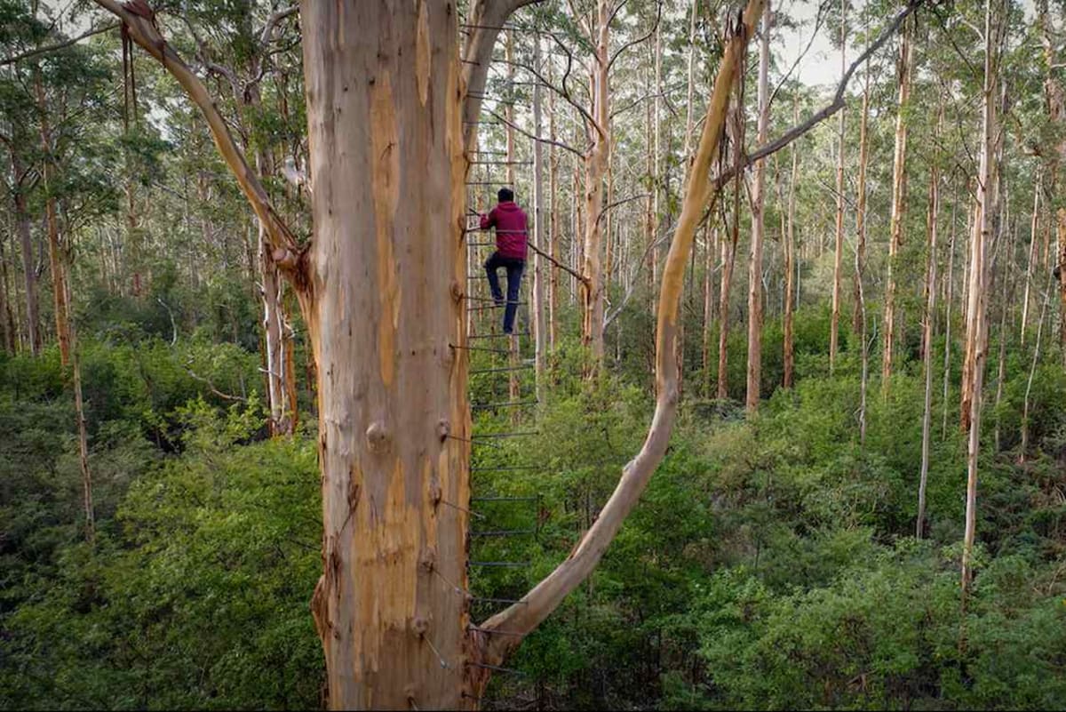 Tall eucalyptus tree with metal pegs spiraling up trunk and observation platform visible high above forest