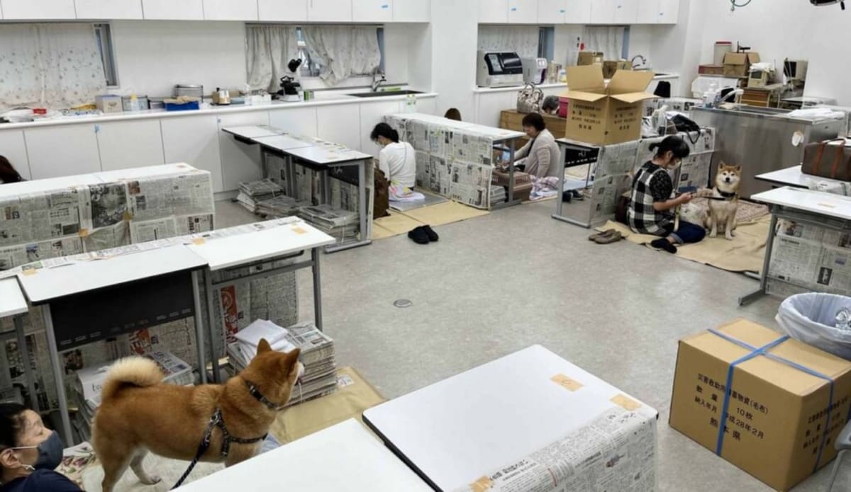 Japan Pet Network Reunites Families After Earthquake - Image 2