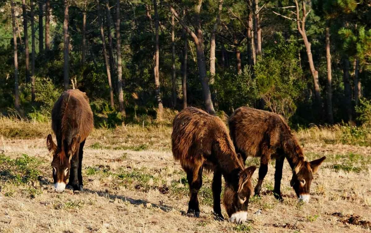 Spain's Donkey Fire Brigade Stops Wildfires for 9 Years