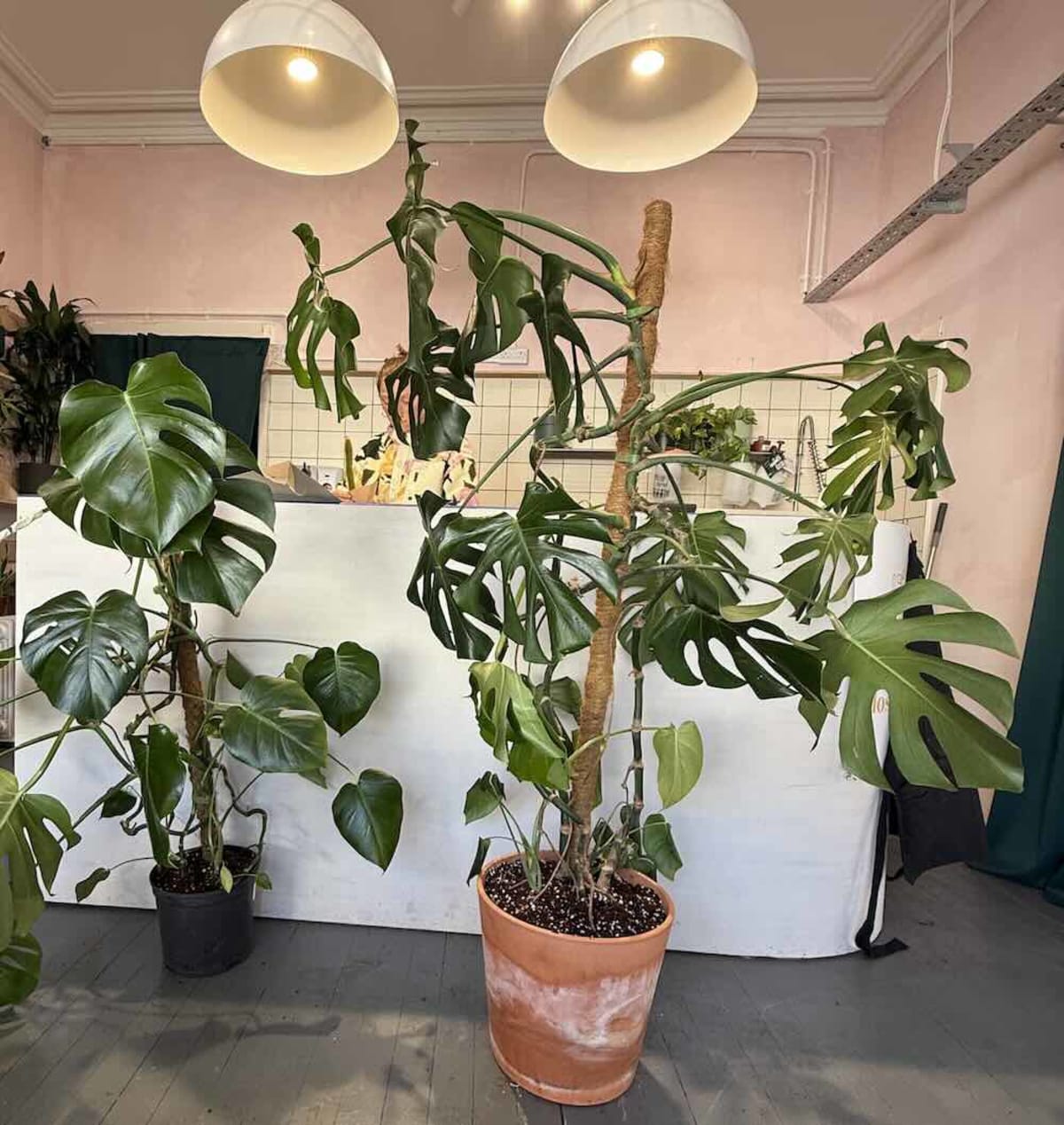 Edinburgh Opens UK's First Houseplant Hospital - Image 3