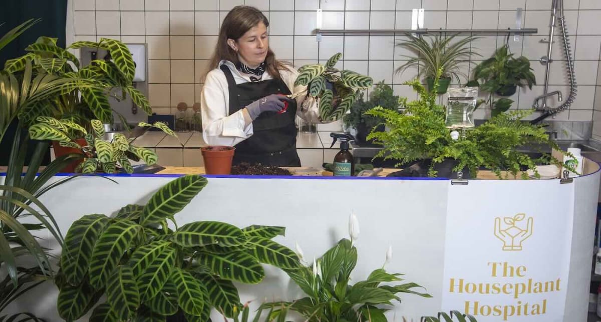 Edinburgh Opens UK's First Houseplant Hospital - Image 2
