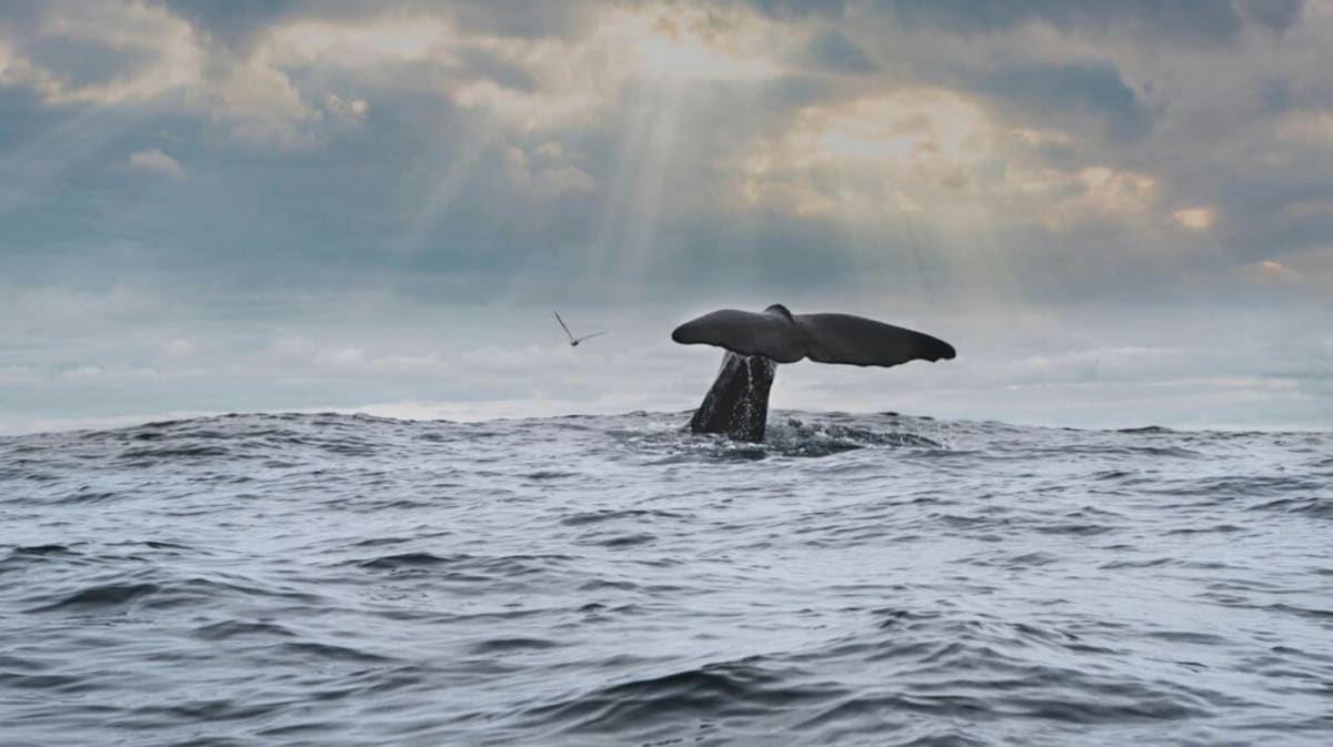 Brazil's Humpback Whales Surge 27-Fold Since 1986 - Image 2