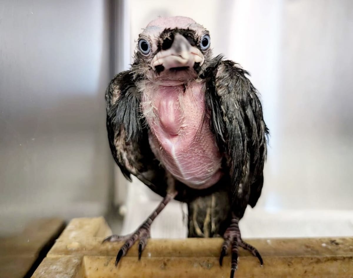 Older Crow Teaches Starving Orphan to Eat in UK Rescue - Image 2