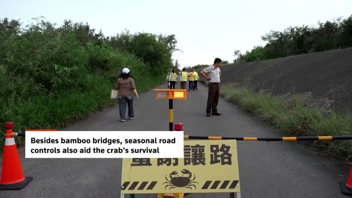 Small bamboo bridge crossing waterway helps migrating mangrove land crabs reach Taiwan beach