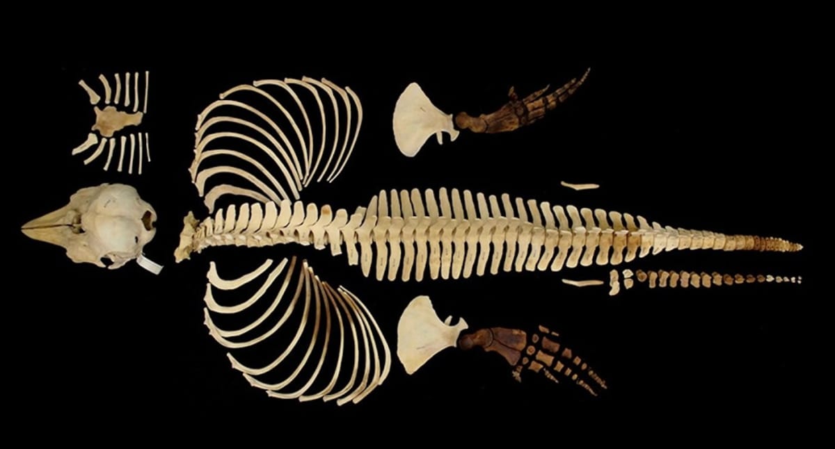 Researchers Save World's Rarest Porpoise in 3D - Image 2