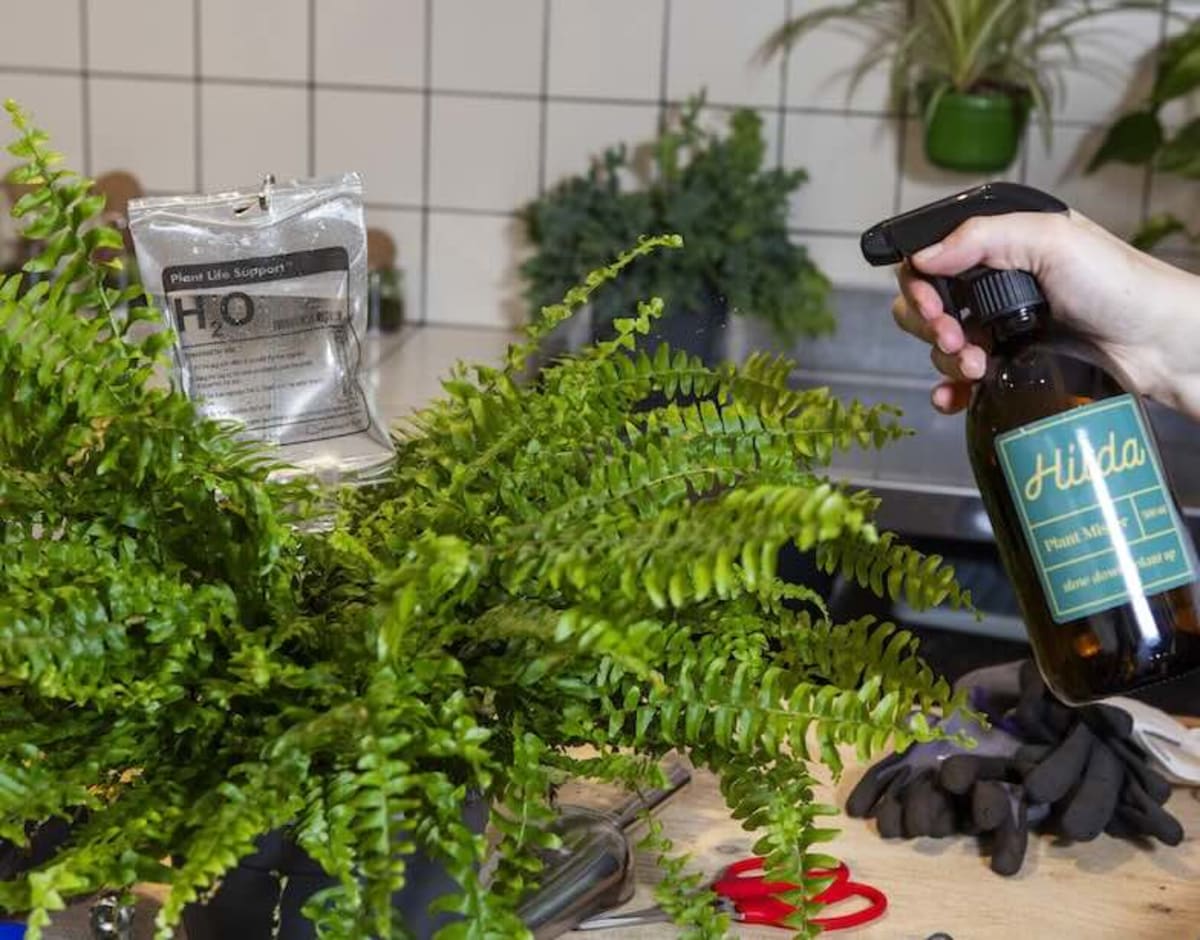 Edinburgh Opens UK's First Houseplant Hospital - Image 4