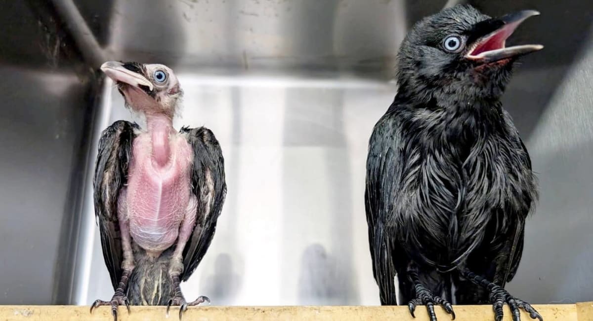 Two young crows perched together, one feeding the smaller malnourished jackdaw at rescue center